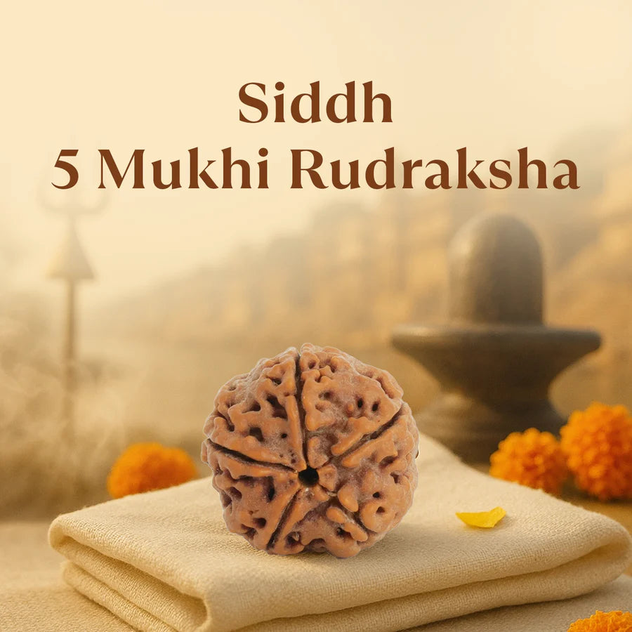 Kashi Siddh Nepal Origin 5 Mukhi Rudraksha - 17mm to 22mm
