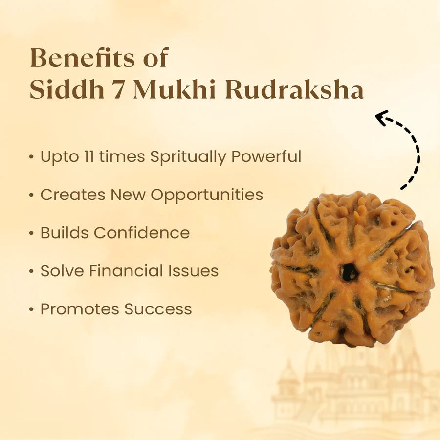 Kashi Siddh Nepal Origin 7 Mukhi Rudraksha - 17mm to 22mm