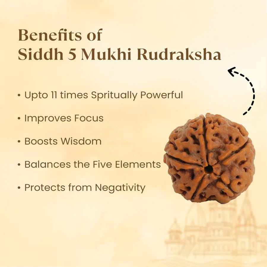 Kashi Siddh Nepal Origin 5 Mukhi Rudraksha - 17mm to 22mm
