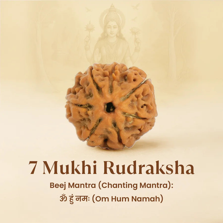 Kashi Siddh Nepal Origin 7 Mukhi Rudraksha - 17mm to 22mm
