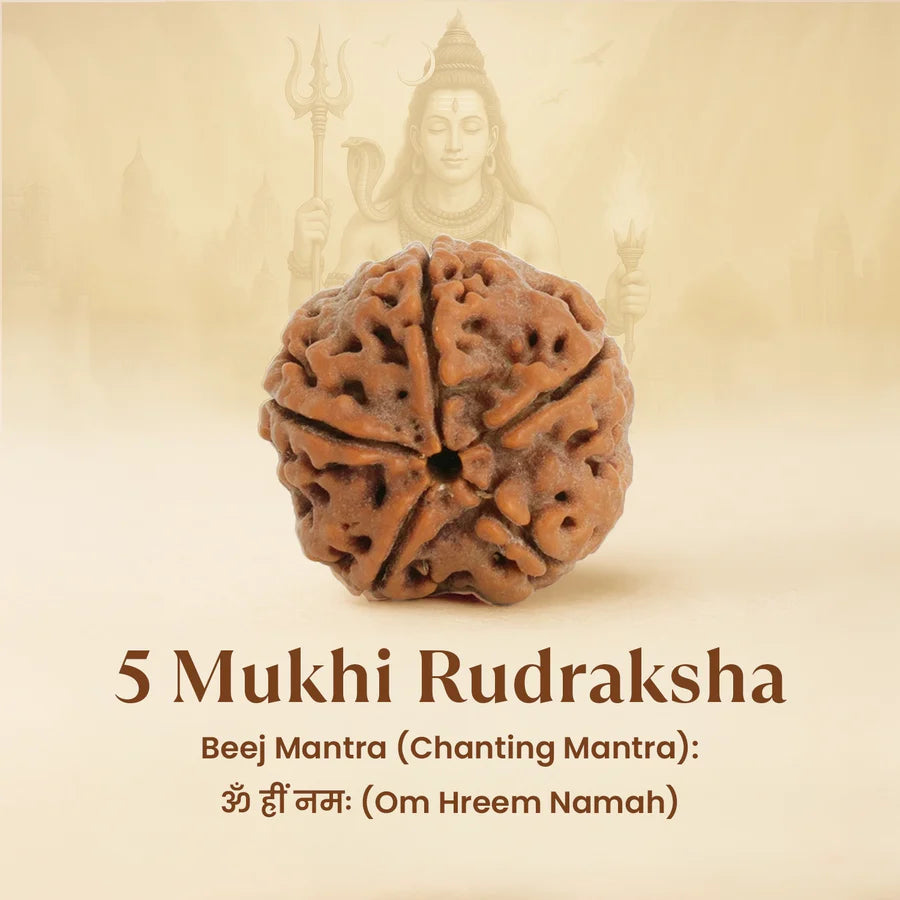 Kashi Siddh Nepal Origin 5 Mukhi Rudraksha - 17mm to 22mm