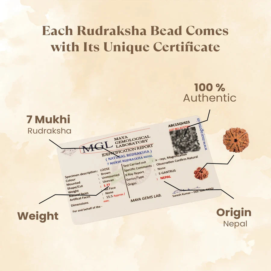 Kashi Siddh Nepal Origin 7 Mukhi Rudraksha - 17mm to 22mm